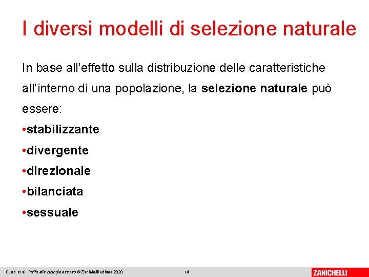 I diversi modelli di selezione naturale In base all’effetto sulla distribuzione delle caratteristiche all’interno