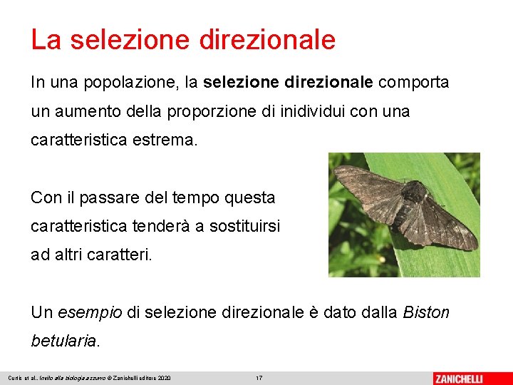 La selezione direzionale In una popolazione, la selezione direzionale comporta un aumento della proporzione