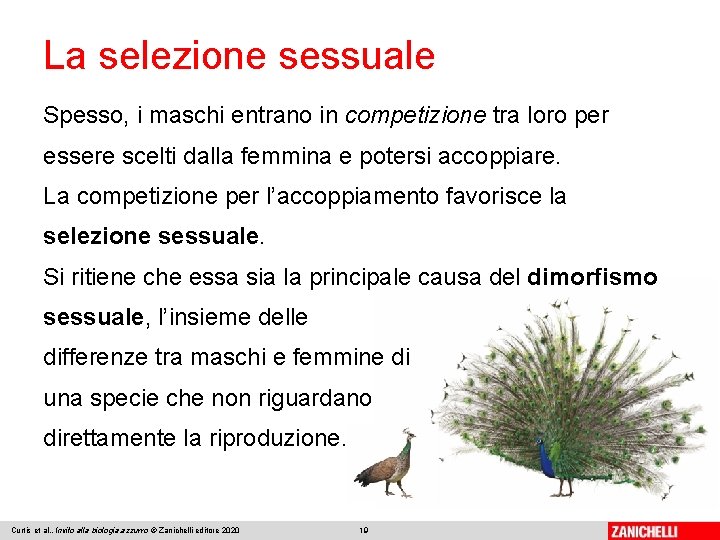 La selezione sessuale Spesso, i maschi entrano in competizione tra loro per essere scelti