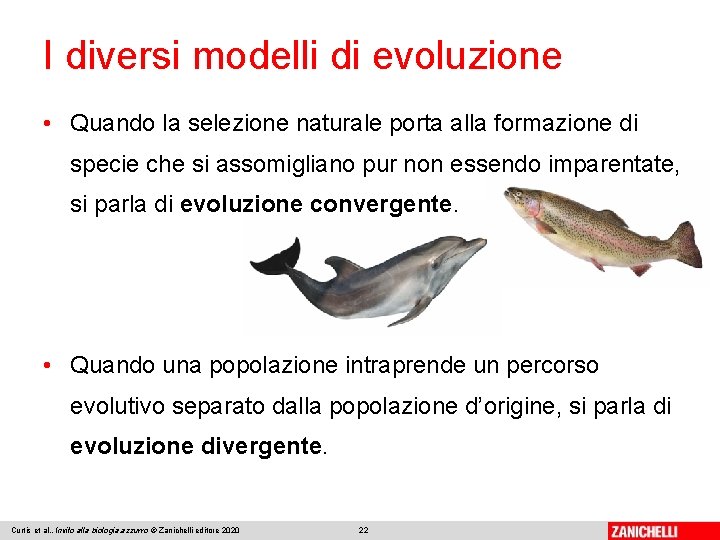 I diversi modelli di evoluzione • Quando la selezione naturale porta alla formazione di