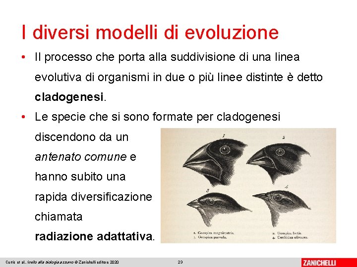 I diversi modelli di evoluzione • Il processo che porta alla suddivisione di una