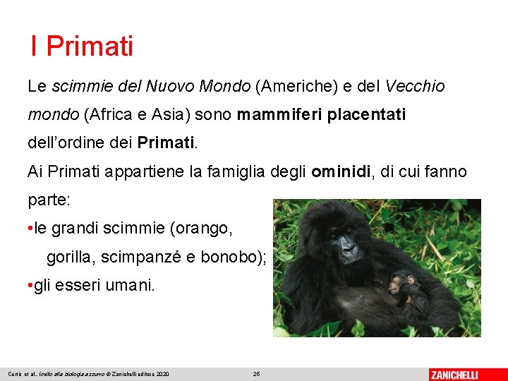 I Primati Le scimmie del Nuovo Mondo (Americhe) e del Vecchio mondo (Africa e