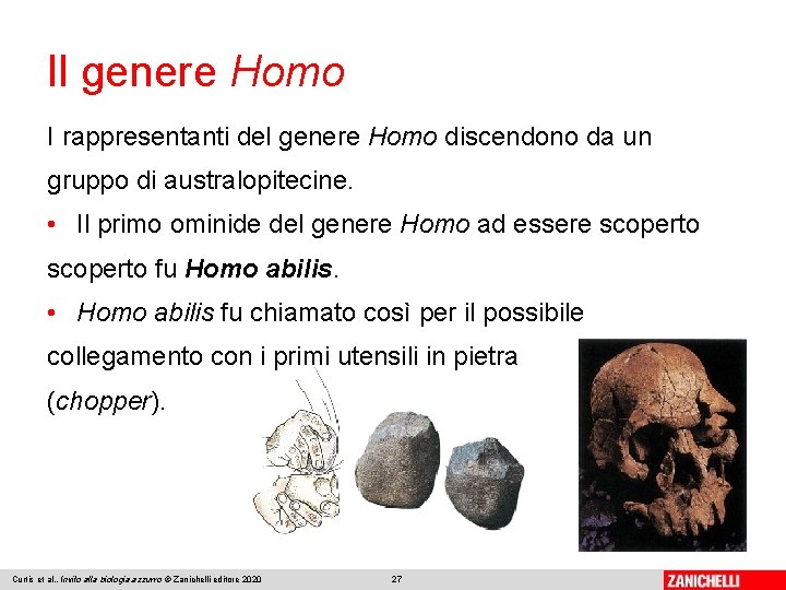 Il genere Homo I rappresentanti del genere Homo discendono da un gruppo di australopitecine.