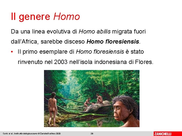 Il genere Homo Da una linea evolutiva di Homo abilis migrata fuori dall’Africa, sarebbe