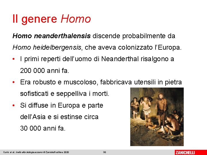 Il genere Homo neanderthalensis discende probabilmente da Homo heidelbergensis, che aveva colonizzato l’Europa. •
