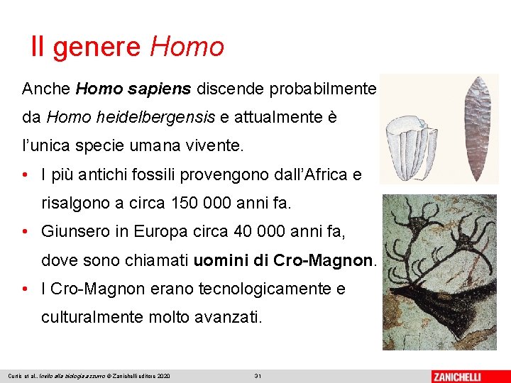 Il genere Homo Anche Homo sapiens discende probabilmente da Homo heidelbergensis e attualmente è