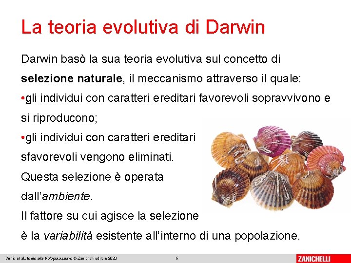 La teoria evolutiva di Darwin basò la sua teoria evolutiva sul concetto di selezione