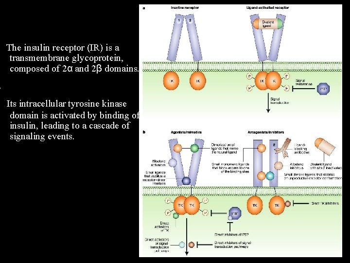  The insulin receptor (IR) is a transmembrane glycoprotein, composed of 2α and 2β