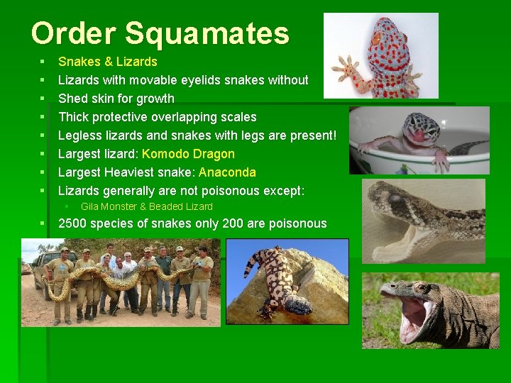 Order Squamates § § § § Snakes & Lizards with movable eyelids snakes without