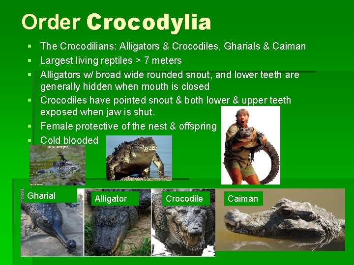 Order Crocodylia § The Crocodilians: Alligators & Crocodiles, Gharials & Caiman § Largest living