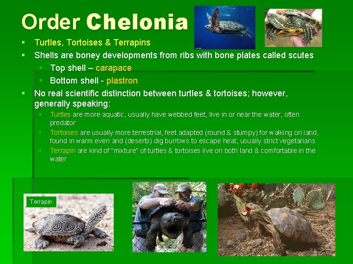 Order Chelonia § Turtles, Tortoises & Terrapins § Shells are boney developments from ribs