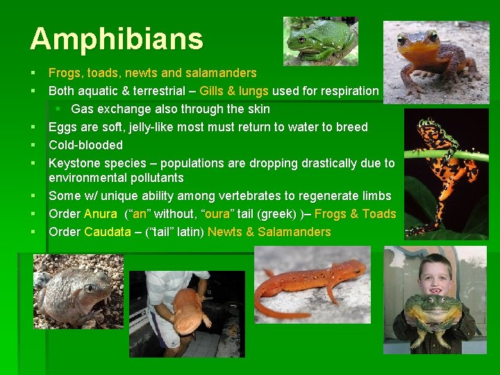 Amphibians § Frogs, toads, newts and salamanders § Both aquatic & terrestrial – Gills