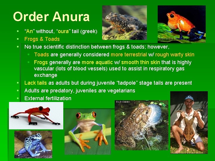 Order Anura § “An” without, “oura” tail (greek) § Frogs & Toads § No