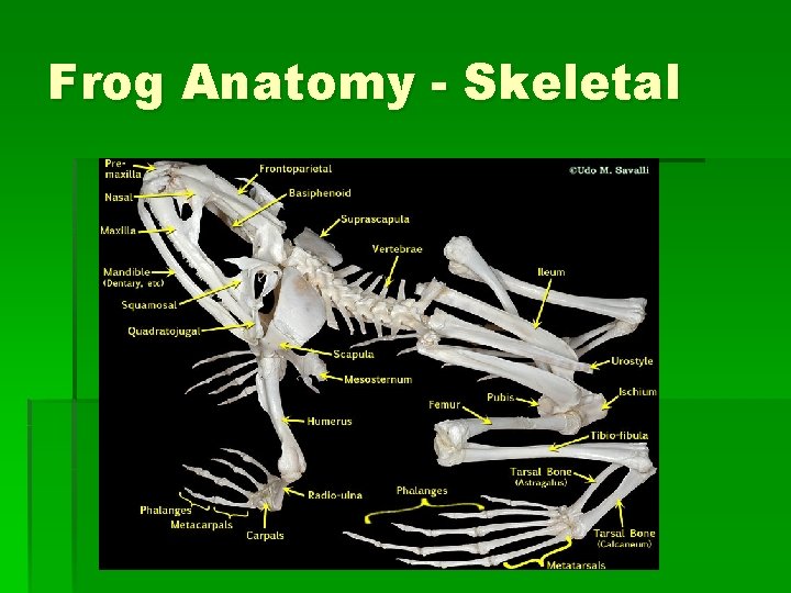 Frog Anatomy - Skeletal 