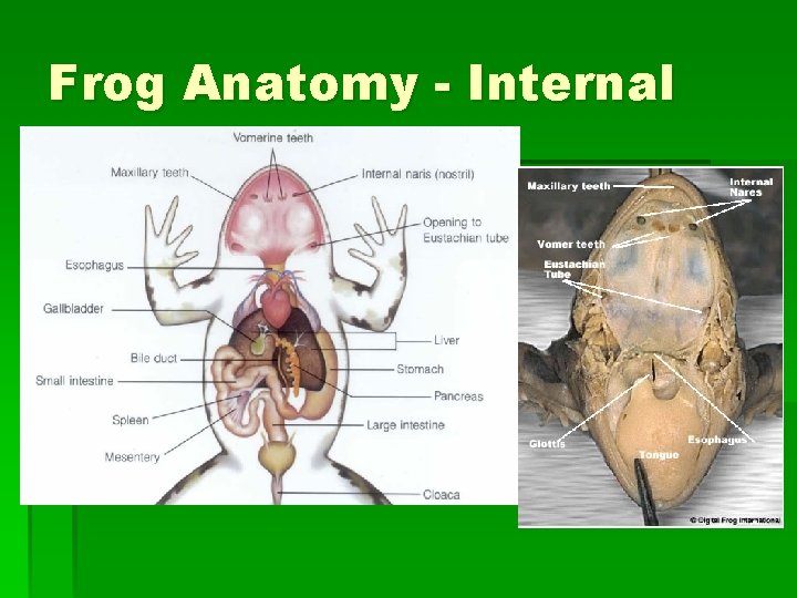 Frog Anatomy - Internal 