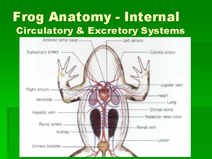 Frog Anatomy - Internal Circulatory & Excretory Systems 
