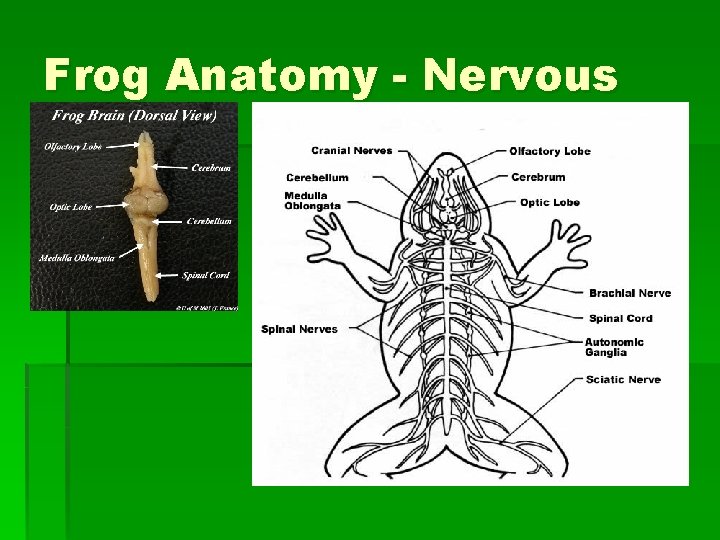 Frog Anatomy - Nervous 