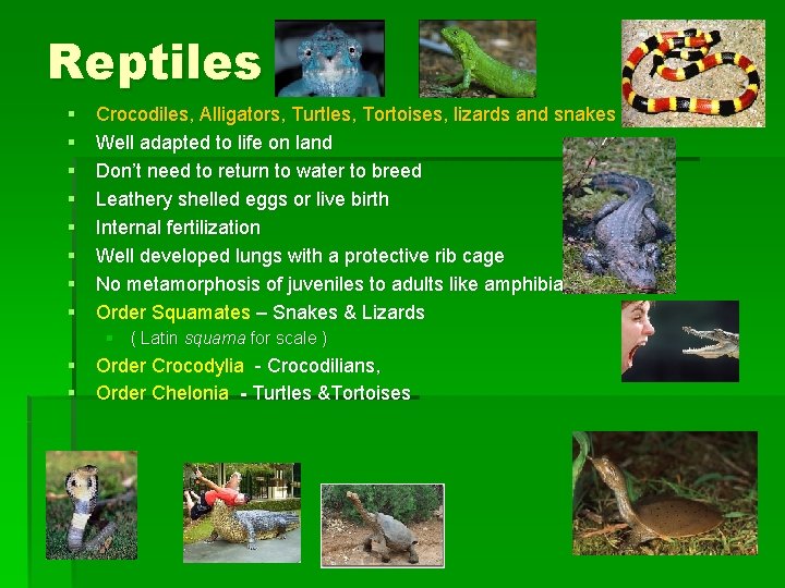 Reptiles § § § § Crocodiles, Alligators, Turtles, Tortoises, lizards and snakes Well adapted