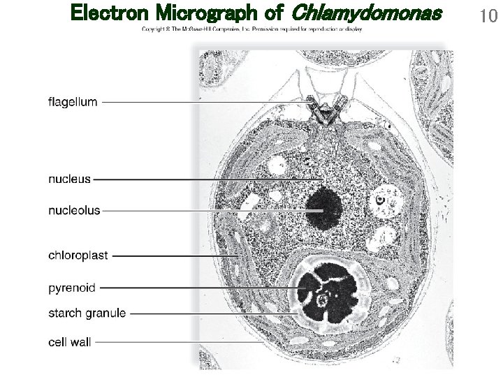 Electron Micrograph of Chlamydomonas 10 