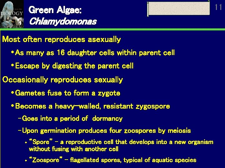 Green Algae: Chlamydomonas Most often reproduces asexually As many as 16 daughter cells within