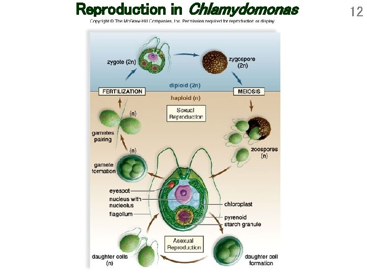 Reproduction in Chlamydomonas 12 