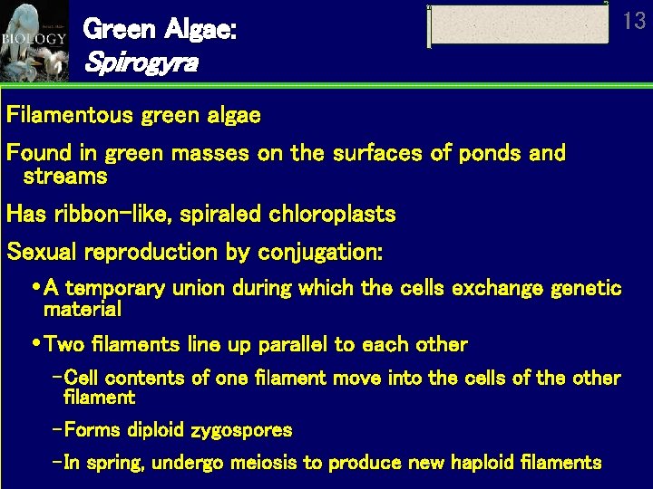 Green Algae: 13 Spirogyra Filamentous green algae Found in green masses on the surfaces