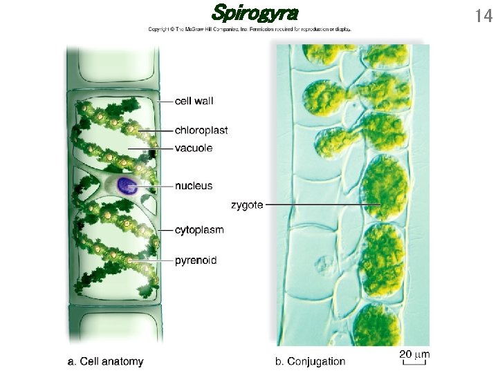 Spirogyra 14 