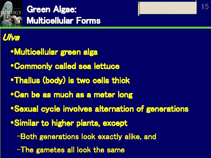 Green Algae: Multicellular Forms Ulva Multicellular green alga Commonly called sea lettuce Thallus (body)