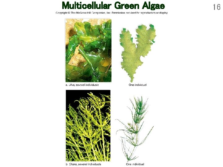 Multicellular Green Algae 16 