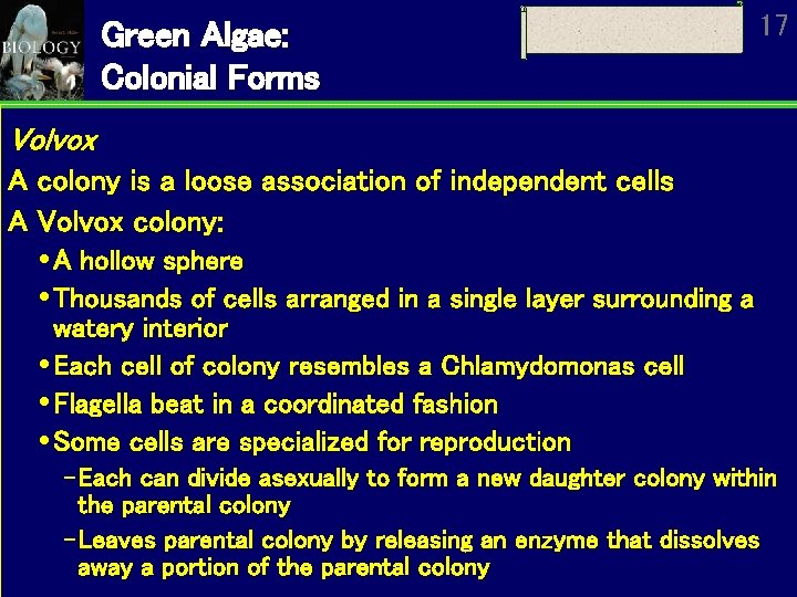Green Algae: Colonial Forms 17 Volvox A colony is a loose association of independent