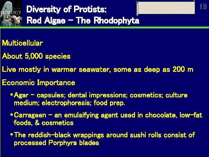 Diversity of Protists: Red Algae – The Rhodophyta 19 Multicellular About 5, 000 species