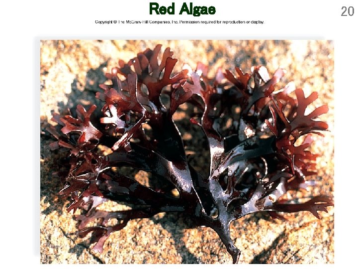 Red Algae 20 