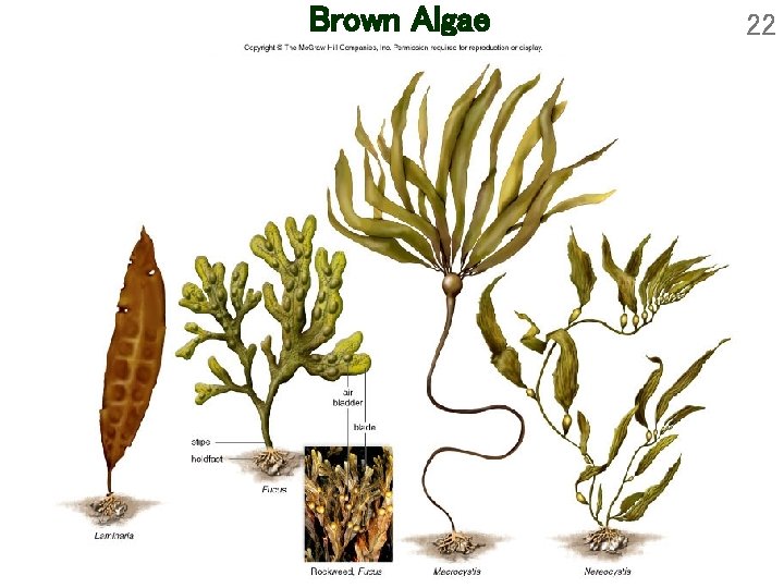 Brown Algae 22 