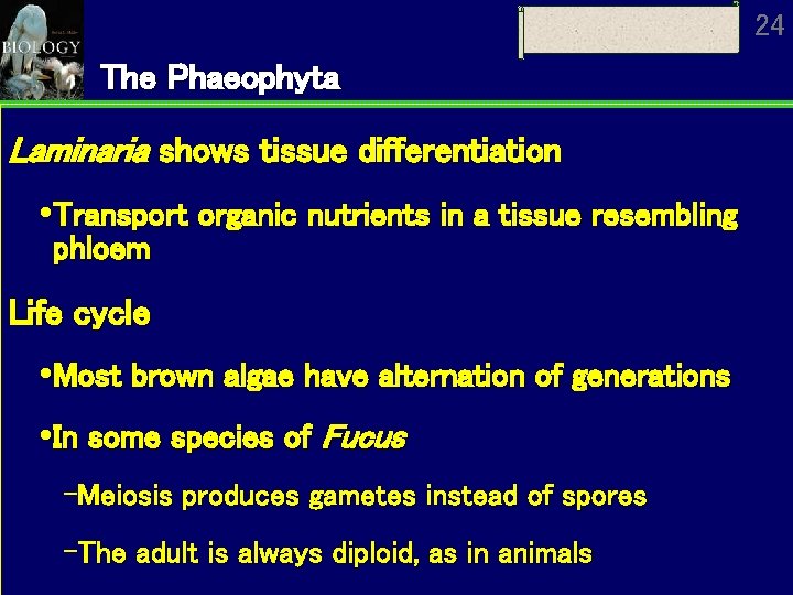 24 The Phaeophyta Laminaria shows tissue differentiation Transport organic nutrients in a tissue resembling