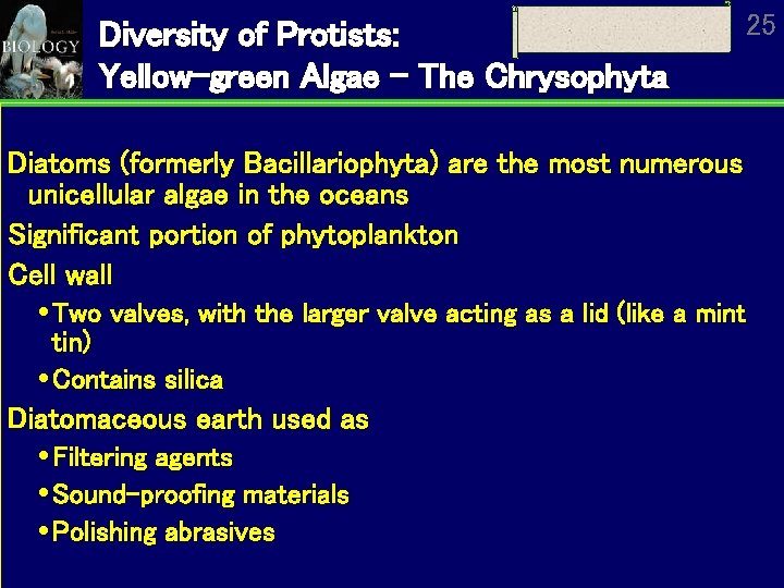 Diversity of Protists: Yellow-green Algae – The Chrysophyta 25 Diatoms (formerly Bacillariophyta) are the