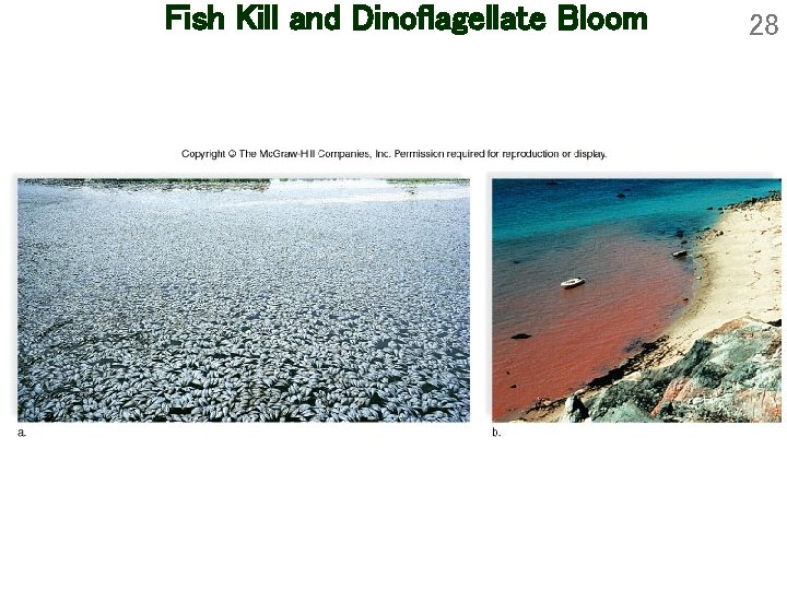Fish Kill and Dinoflagellate Bloom 28 
