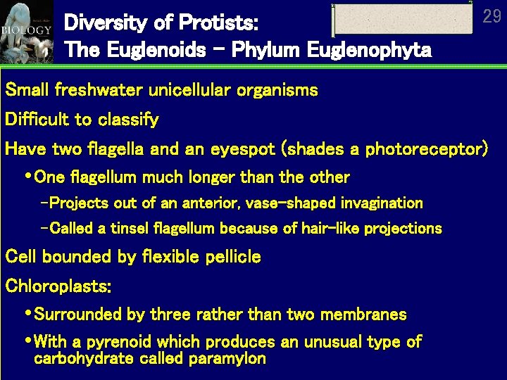 Diversity of Protists: The Euglenoids – Phylum Euglenophyta 29 Small freshwater unicellular organisms Difficult