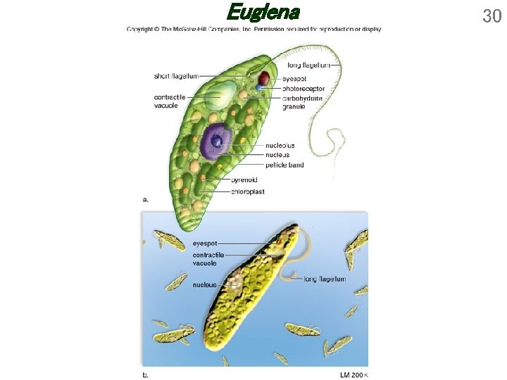 Euglena 30 