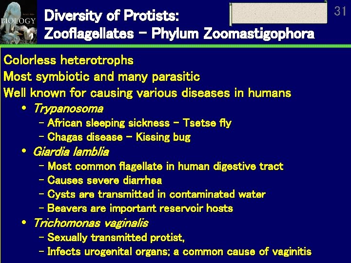 Diversity of Protists: Zooflagellates – Phylum Zoomastigophora Colorless heterotrophs Most symbiotic and many parasitic