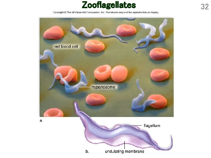 Zooflagellates 32 