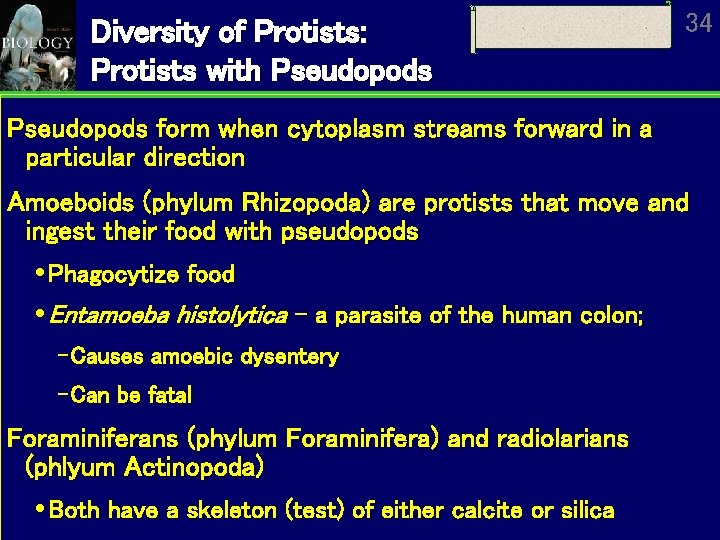 Diversity of Protists: Protists with Pseudopods 34 Pseudopods form when cytoplasm streams forward in