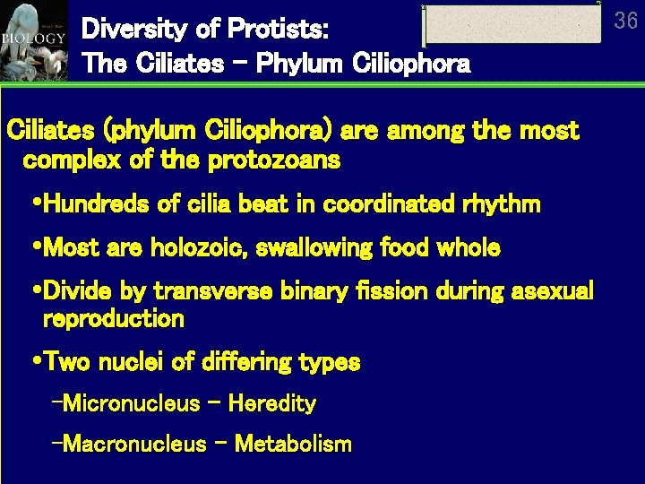 Diversity of Protists: The Ciliates – Phylum Ciliophora Ciliates (phylum Ciliophora) are among the