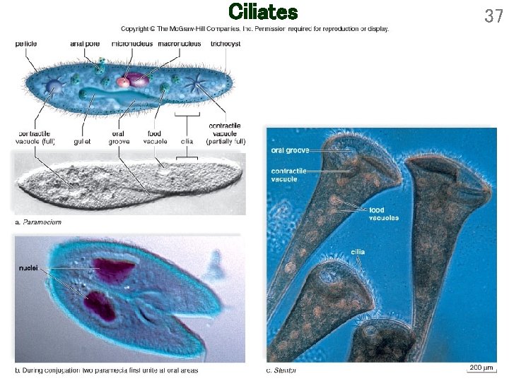 Ciliates 37 