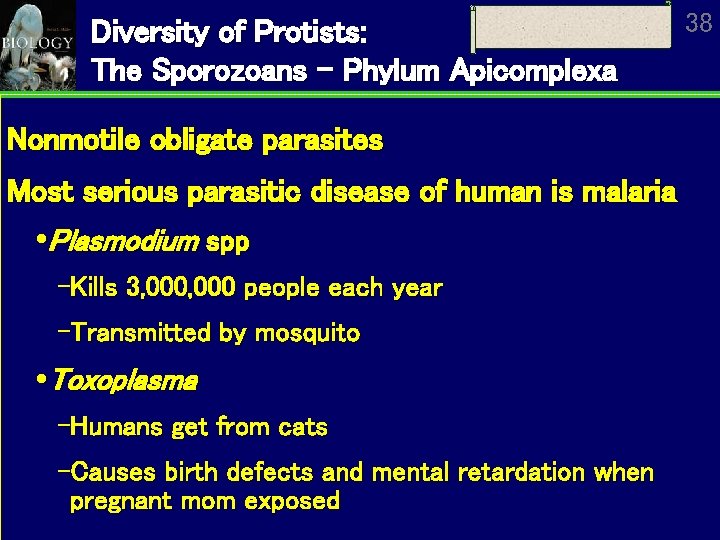 Diversity of Protists: The Sporozoans – Phylum Apicomplexa Nonmotile obligate parasites Most serious parasitic