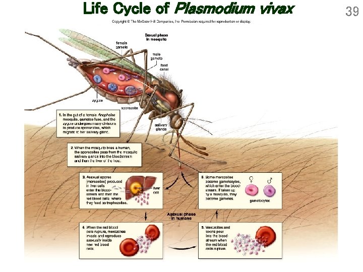 Life Cycle of Plasmodium vivax 39 