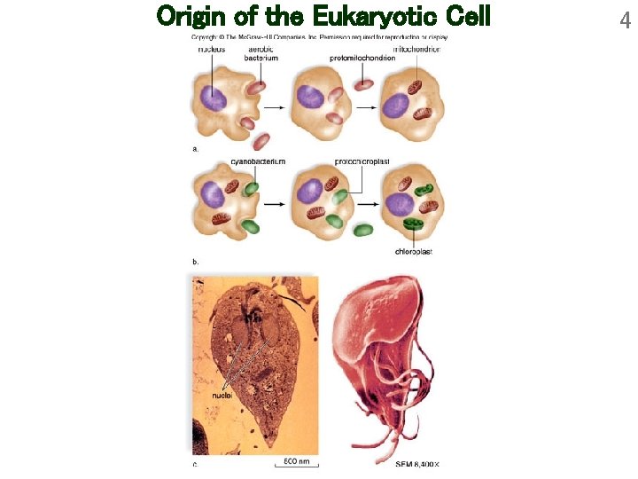 Origin of the Eukaryotic Cell 4 