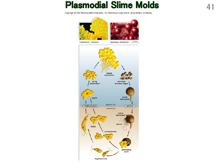 Plasmodial Slime Molds 41 