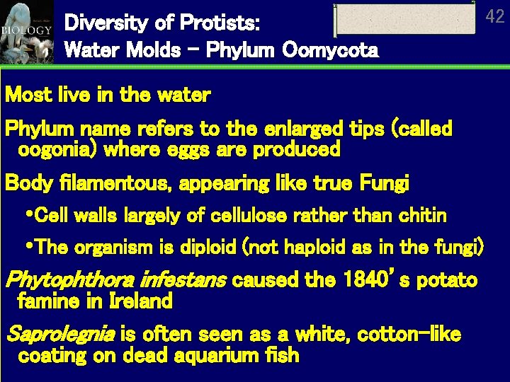 Diversity of Protists: Water Molds - Phylum Oomycota Most live in the water Phylum
