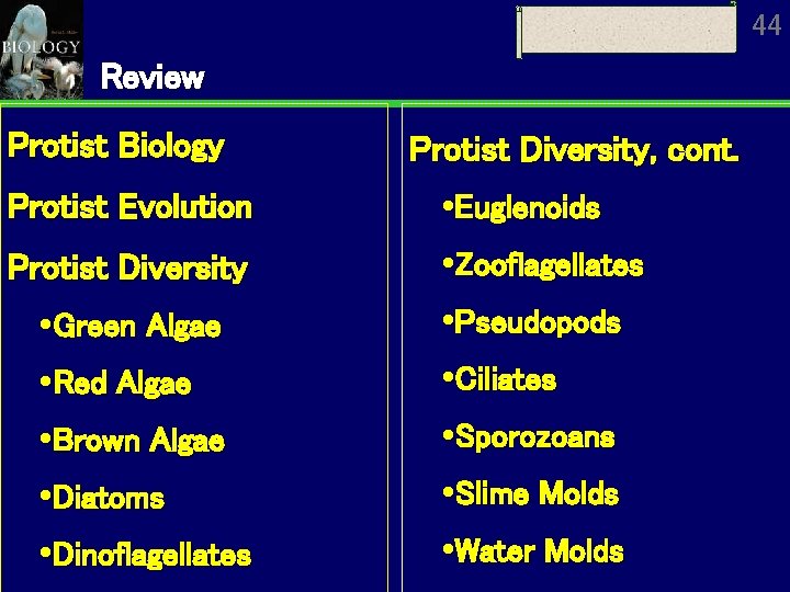 44 Review Protist Biology Protist Diversity, cont. Protist Evolution Euglenoids Protist Diversity Zooflagellates Green