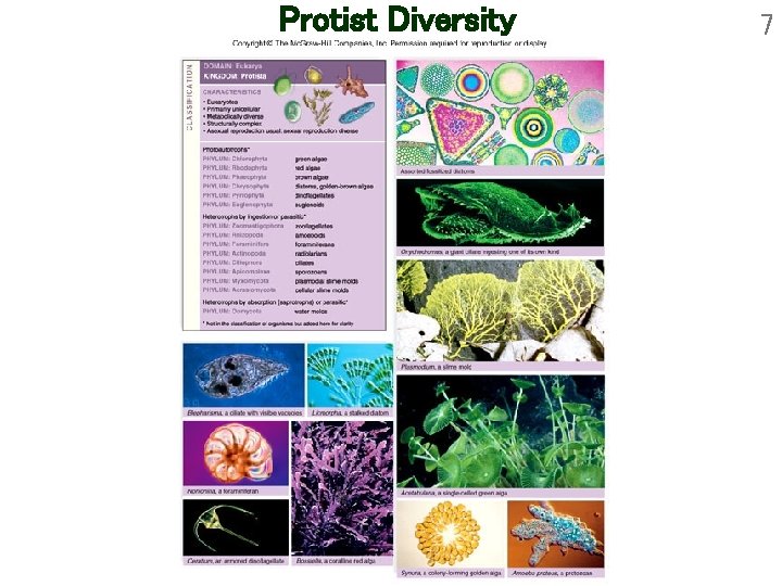 Protist Diversity 7 